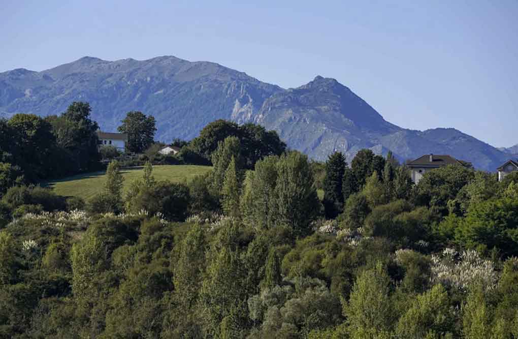 ONU alerta sobre impacto de crisis climática en los bosques