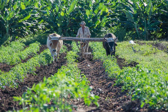 Cuba apuesta por suelos sanos y productivos