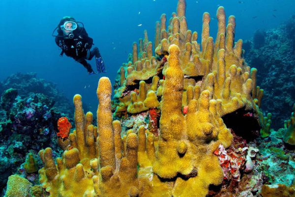 Corales de Nuevitas, belleza que protege la bahía