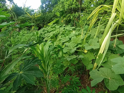 Producir alimentos es prioridad en Nuevitas