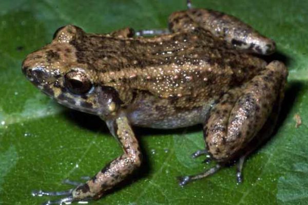 Cuba, ¿una fortuna de especies anfibios?