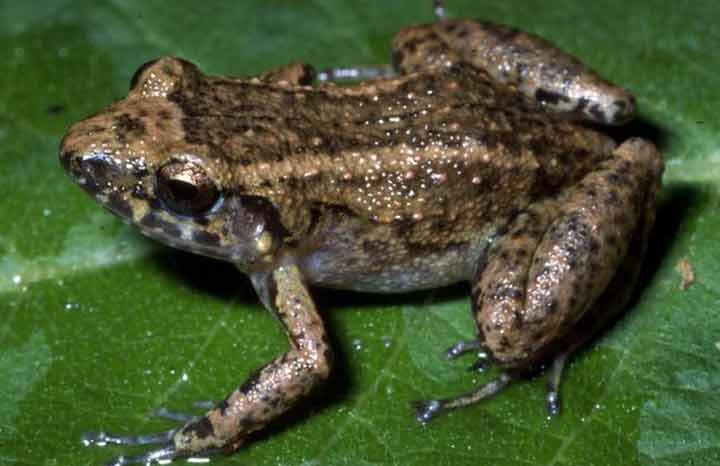 Cuba, ¿una fortuna de especies anfibios?