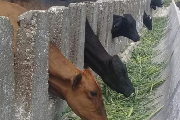 Convocan al VII Congreso sobre Mejoramiento Animal