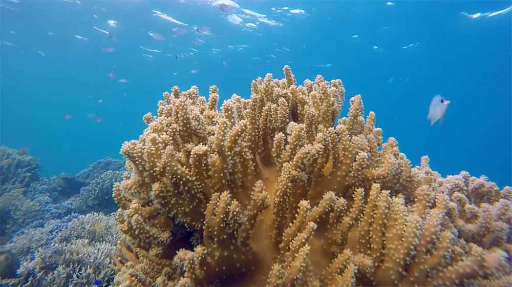 Océanos siguen dejando alertas en 2025