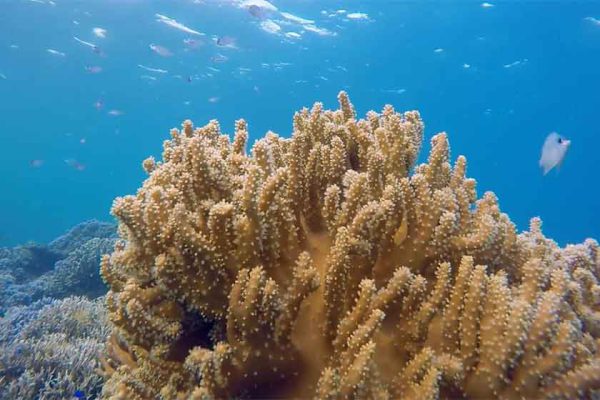 Océanos siguen dejando alertas en 2025