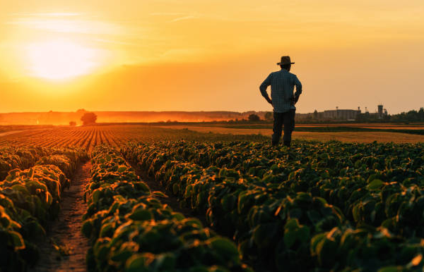 Bajo el sombrero de yarey