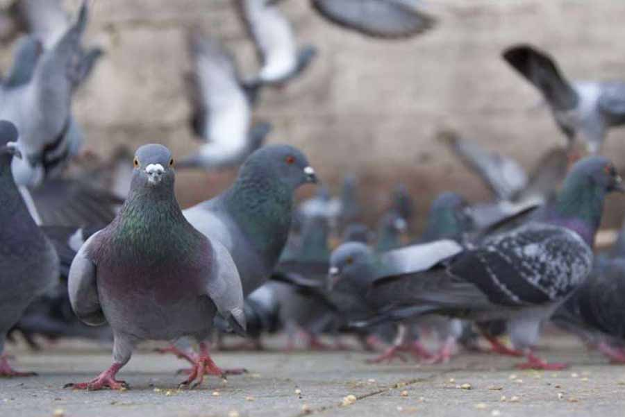 Científicos rusos advierten sobre microbios peligrosos en las palomas