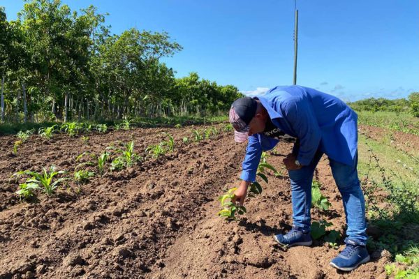 Priorizan en Camagüey atención a productores del anillo verde de la ciudad