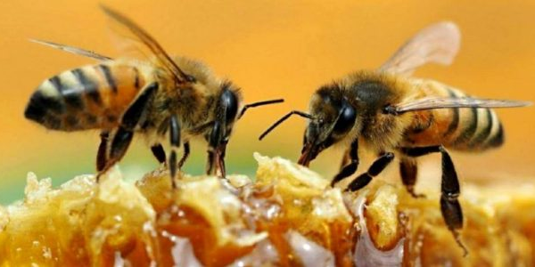 Ponencias de Cuba en Congreso Mesoamericano de abejas nativas