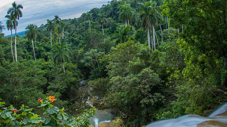 Impulsa Minag programa REDD+ para conservación forestal