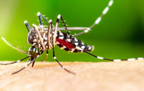 Confirman en Cuba muertes por arbovirosis