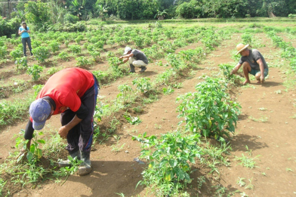 Cooperativa Agropecuaria de Minas se esfuerza por garantizar alimentos a la población