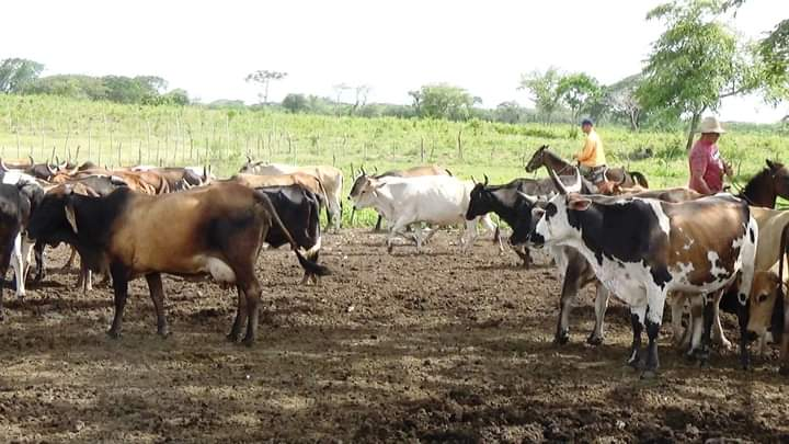 Innovación y ciencia: claves para revitalizar la producción agropecuaria en Camagüey
