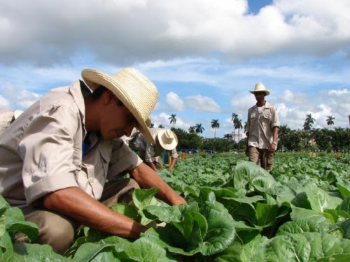 Dirigentes campesinos intercambian con productores de Camagüey