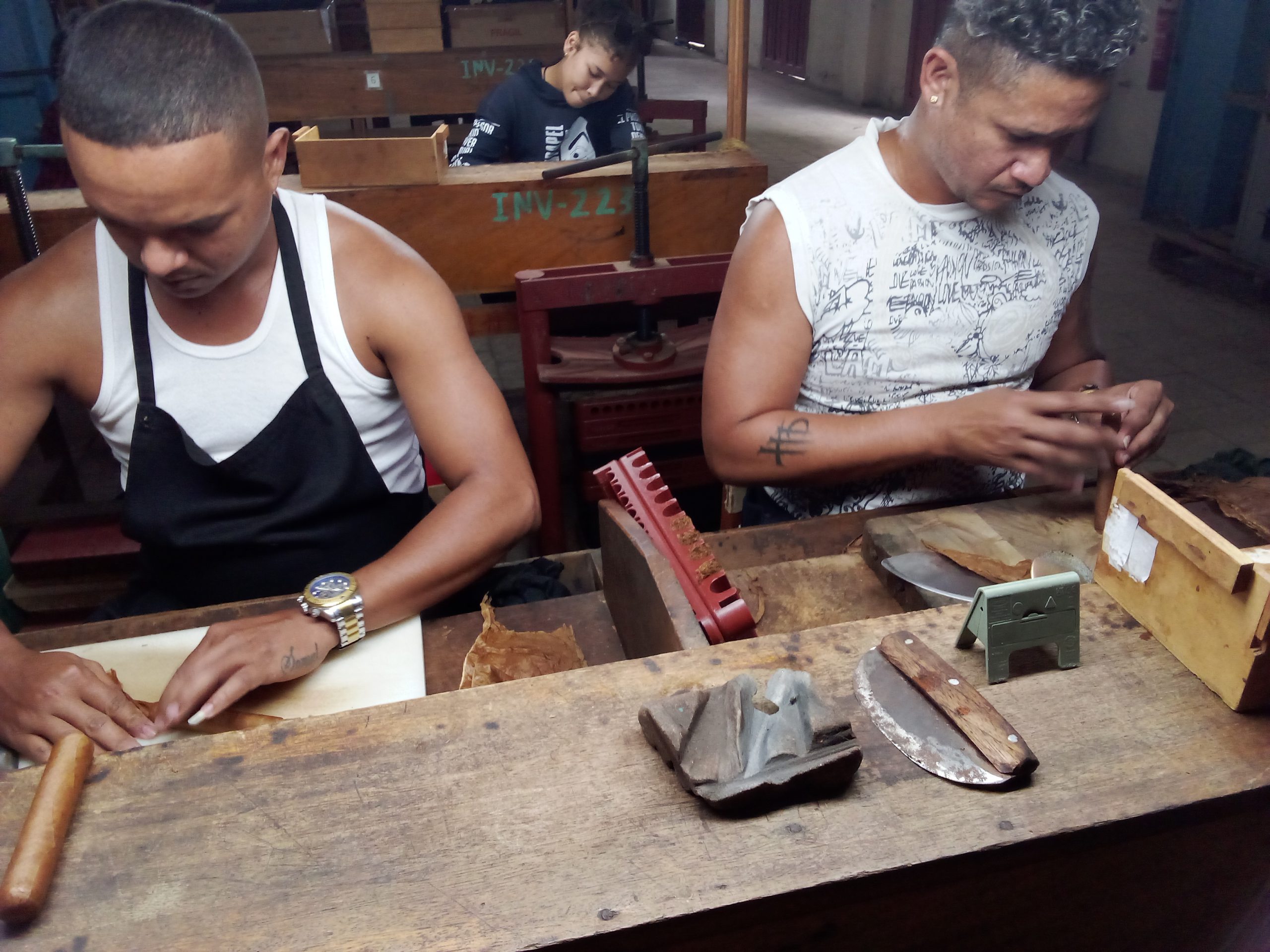 Estrategias y esfuerzo colectivo impulsan éxito en producción de tabaco en Camagüey (+ Fotos)