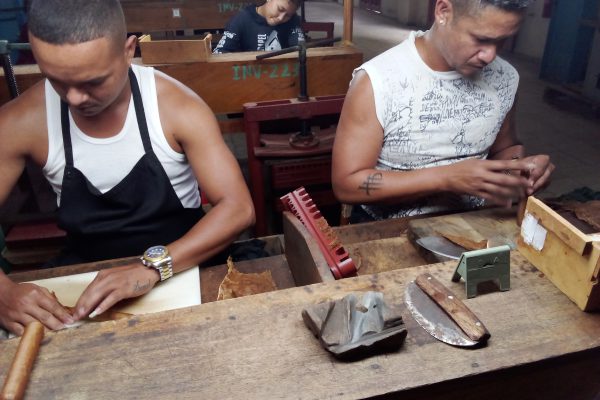 Estrategias y esfuerzo colectivo impulsan éxito en producción de tabaco en Camagüey (+ Fotos)