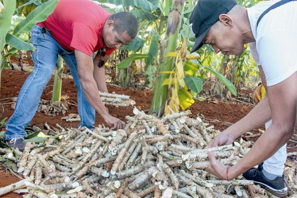 Central de Trabajadores de Cuba convocó a jornadas productivas (+ Video)