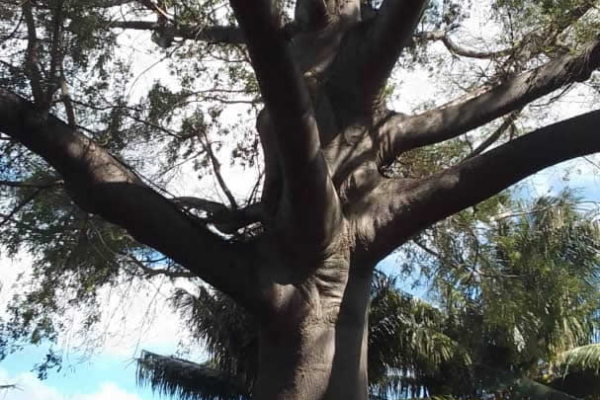 La ceiba, un fuerte símbolo espiritual de Nuevitas