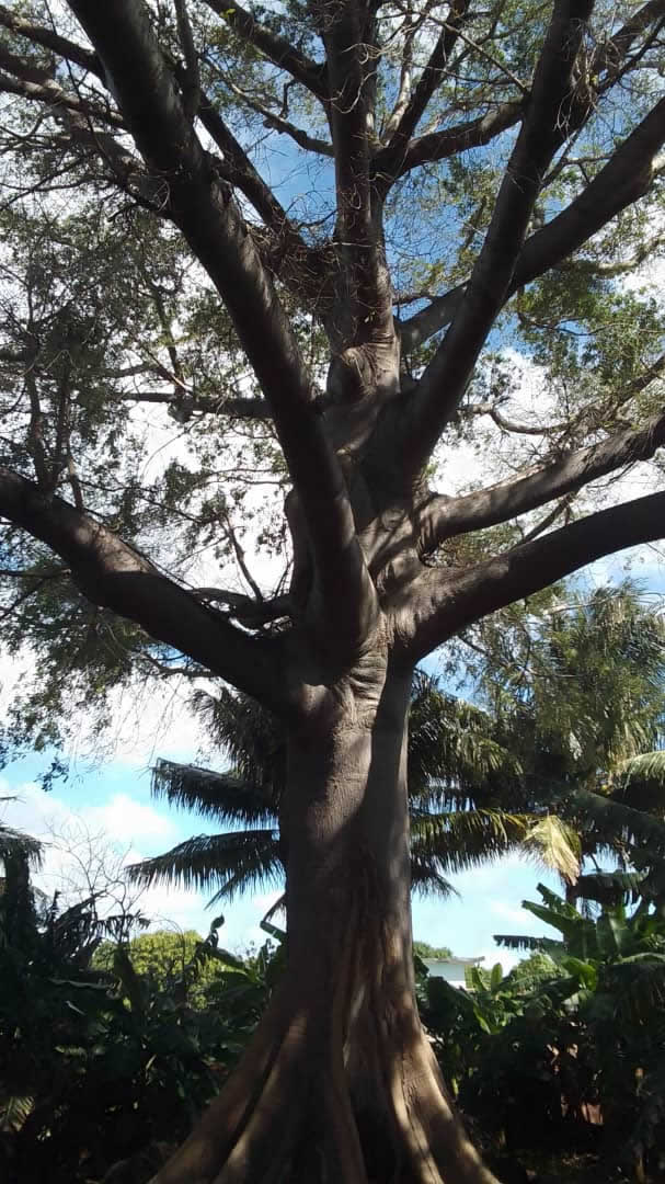 La ceiba, un fuerte símbolo espiritual de Nuevitas