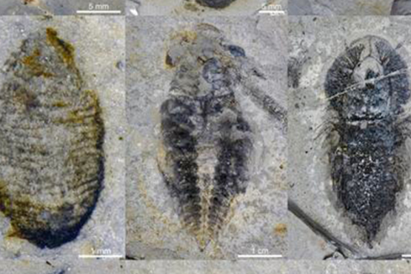 Descubren en China especies de animales extintos hace 500 millones de años