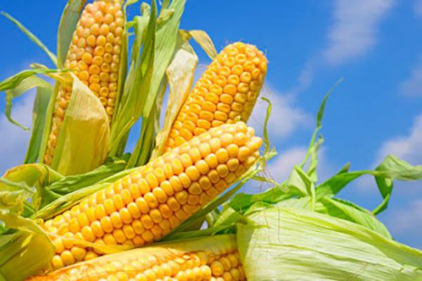 Alianzas fortalecen laboratorios para la investigación agrícola