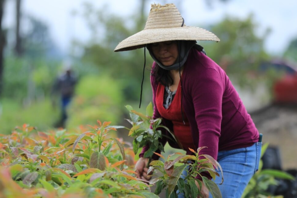 Mujeres rurales de Camagüey consolidan su papel en la seguridad alimentaria