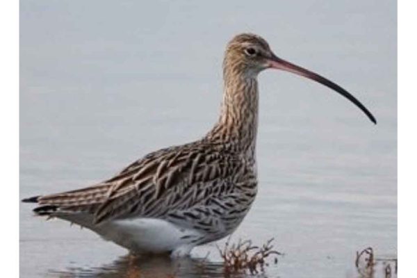 Seis animales son declarados extintos en el 2025