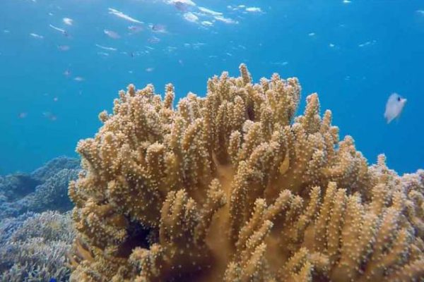 Océanos siguen dejando alertas en 2025