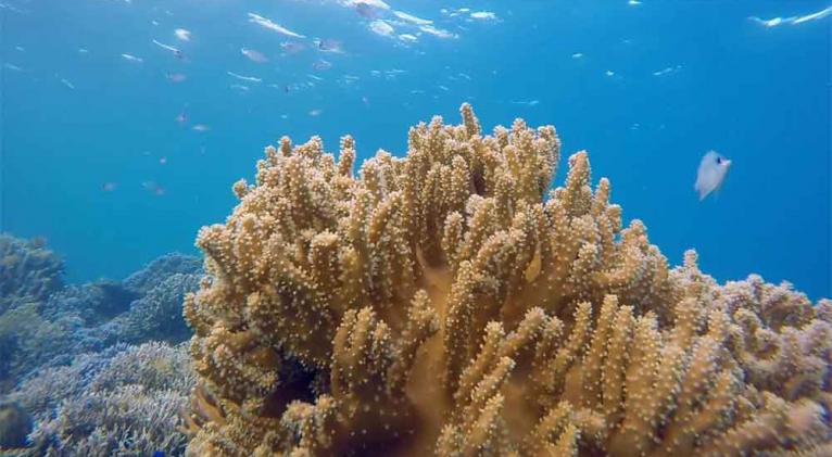 Océanos siguen dejando alertas en 2025