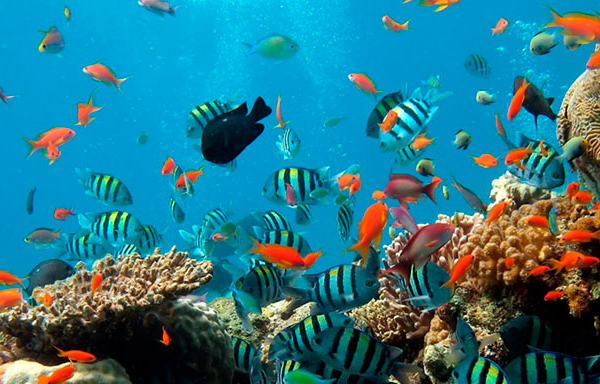 Resalta Cuba presencia en Acuerdo de Alta Mar