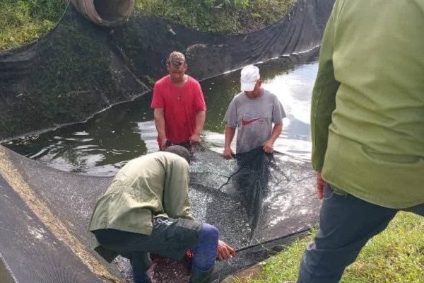 Alevicuba con robusto programa de reproductores y siembra de alevines
