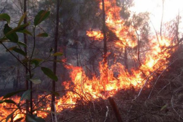 Reportan tres incendios forestales en Cuba