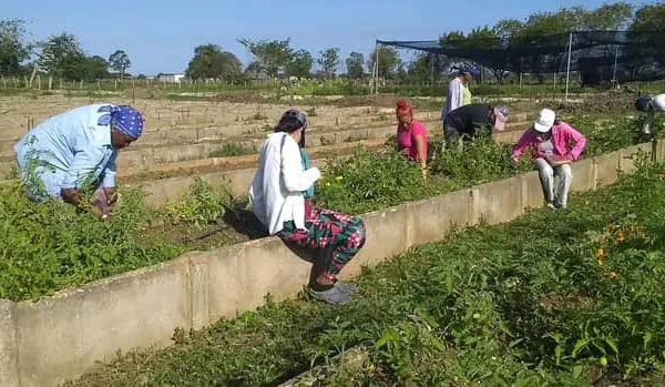 Fin de semana productivo protagonizado por los trabajadores camagüeyanos