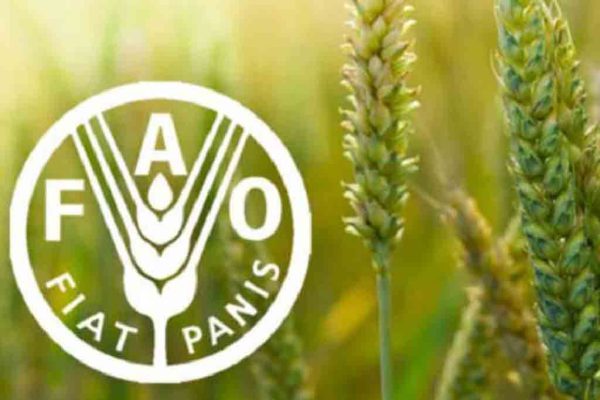 FAO reportó un descenso en los precios mundiales de los alimentos