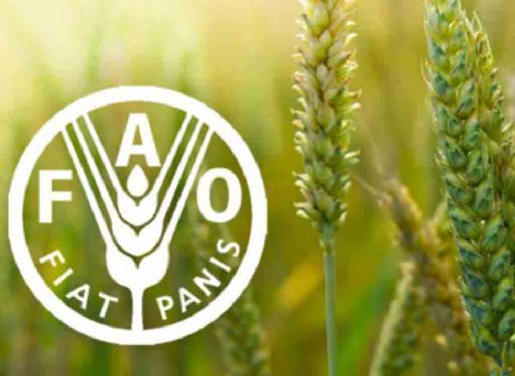 FAO reportó un descenso en los precios mundiales de los alimentos