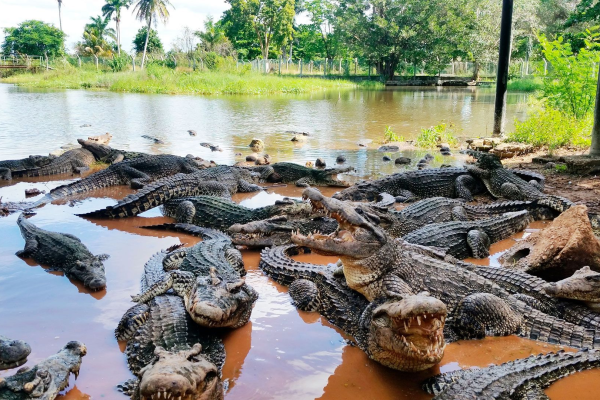 Camagüey: guardián de los humedales y la biodiversidad (+ Fotos)