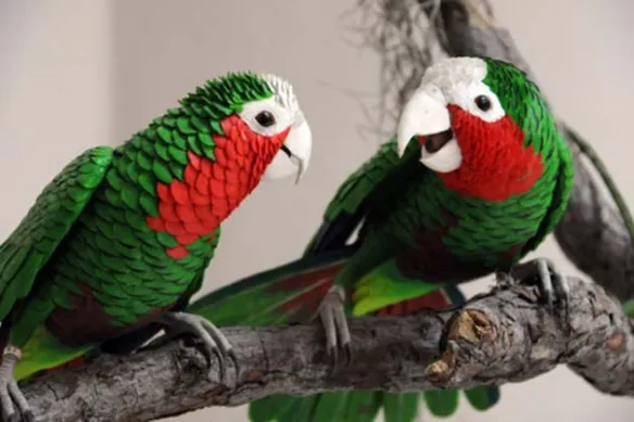 Alerta CITMA sobre peligros de captura ilegal de aves en Cuba