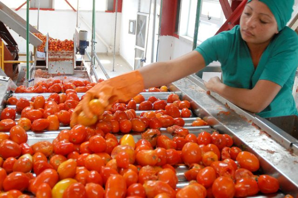 Molienda de tomate en Camalote, garantía de productos locales de alta calidad