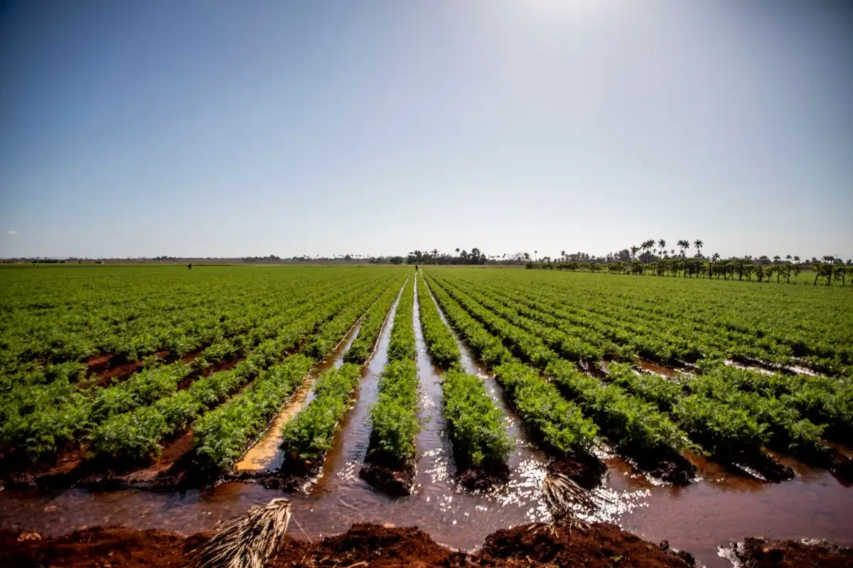 Cuba libra batalla contra desabastecimiento alimentario