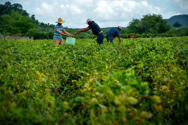 Resultados científicos para incrementar producción de alimentos
