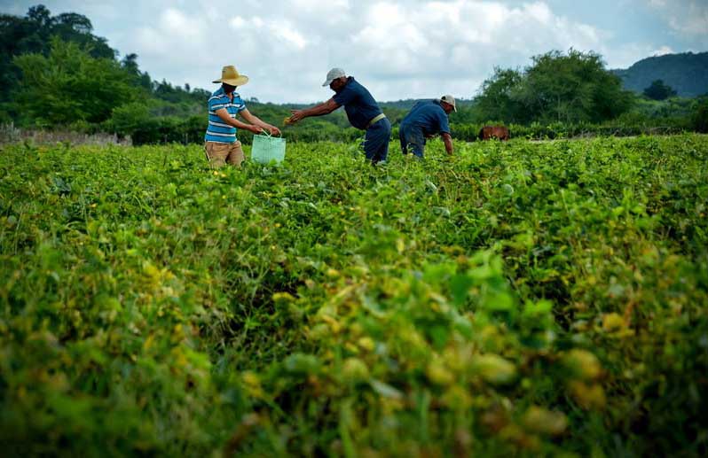 Resultados científicos para incrementar producción de alimentos