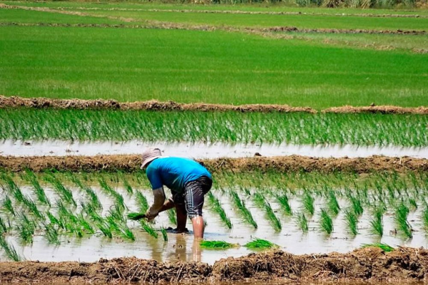 Cooperativas en Minas buscan alternativas para asegurar la cosecha de arroz