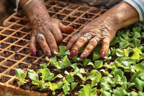 Técnicos agrícolas y forestales impulsan transformación de fincas y buenas prácticas agroecológicas