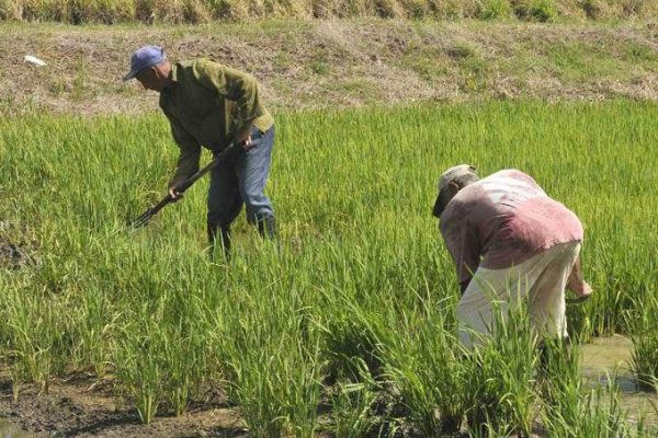 Implementan estrategias para ampliar la producción de arroz