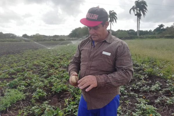 Alberto Hernández: un campesino eficiente