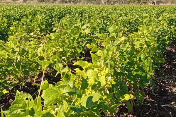 Agricultura urbana en Camagüey proyecta incremento de producciones (+ Fotos)