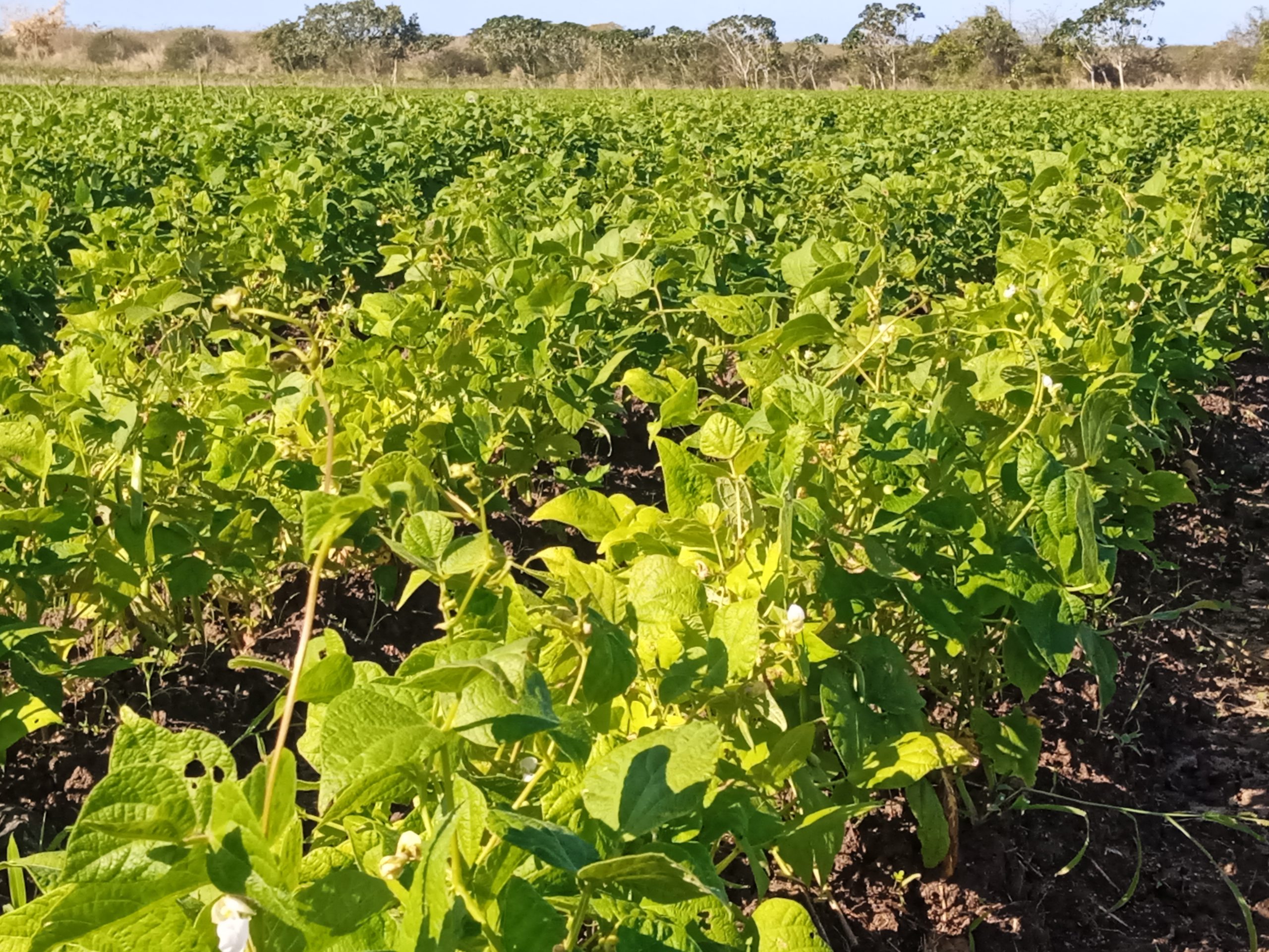 Agricultura urbana en Camagüey proyecta incremento de producciones (+ Fotos)