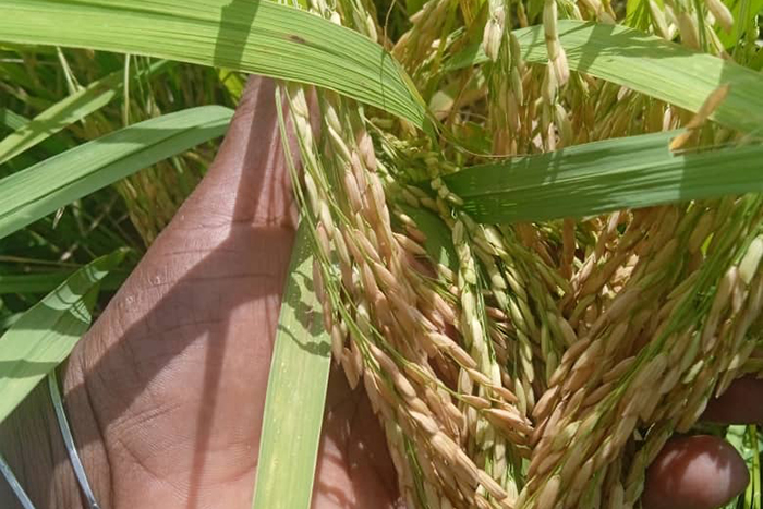 Accionan campesinos camagüeyanos por una mayor producción de alimentos