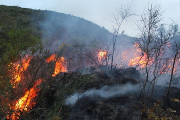 Reportan incendios forestales en tres provincias cubanas