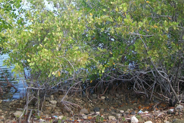 Santa Cruz del Sur: compromiso firme con la preservación del patrimonio forestal